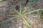 Southern rattlesnake master